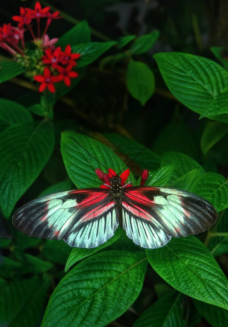 Butterfly Garden